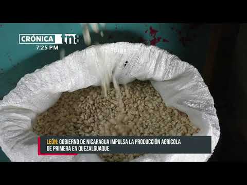 Gobierno de Nicaragua impulsa la producción agrícola de primera en León