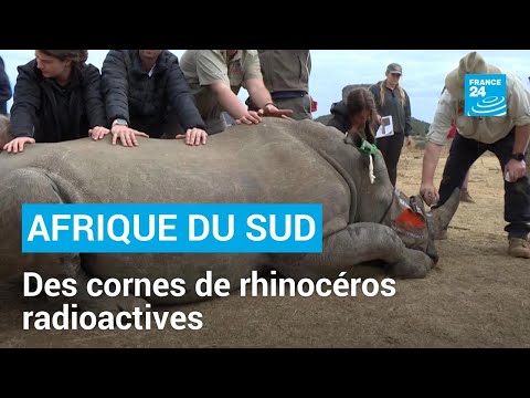 Afrique du Sud : des cornes de rhinocéros radioactives pour décourager les braconniers