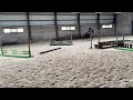 障碍赛马匹 4 jarig springpaard