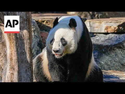 Chinese premier Li visits Adelaide zoo home to giant pandas on loan from China