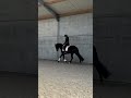 حصان الفروسية Price Reduced!!! Talented 3 years old mare