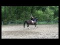 Dressage horse Knappe, grote merrie (fok/sport/dress/springen/bos)