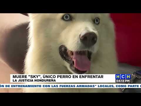 ¡Triste! fallece Sky el perro más famoso de Honduras