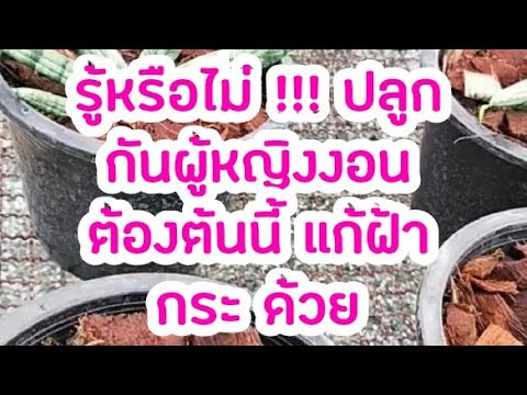 ปลูกฟอกอากาศแถมแก้ฝ้าว่านงาช