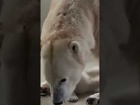 El tierno cachorro de un oso polar en el zoológico de Hamburgo