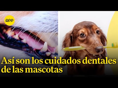 ¿Cuáles son los cuidados dentales de las mascota?