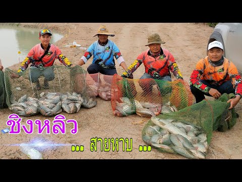ตกชิงหลิวปลานิล-#สายเหมา#บ่อบ้ ตกชิงหลิวปลานิล-#สายเหมา#บ่อบ้