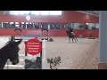 Show jumping horse Fijn springpaard cornet’s diamond
