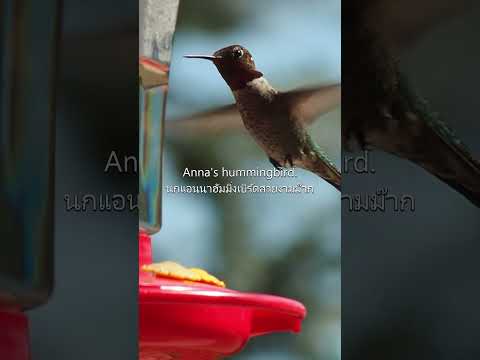 Annashummingbirdนกแอนนาฮัมมิ