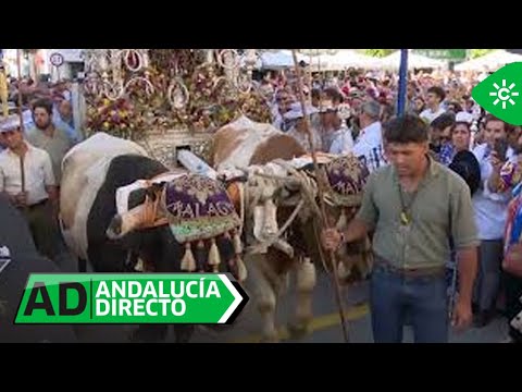 Andalucía Directo | La tradicional 'subida de los bueyes' por los siete escalones