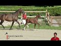 Show jumping horse EXCALIBUR RV Z