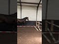 Show jumping horse Prachtige 4 jarige merrie te koop