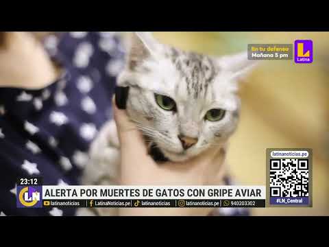 OMS alerta por muerte de gatos por brote de gripe aviar