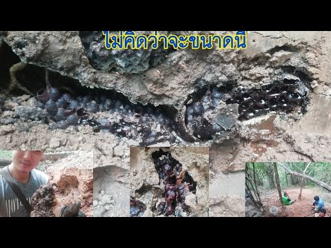 ขุดขันโรง-ลึกมากๆ-แต่ก็คุ้มค่า ขุดขันโรง-ลึกมากๆ-แต่ก็คุ้มค่า