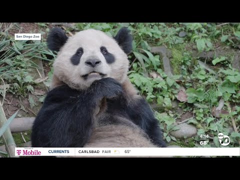 Pandas return to San Diego Zoo this summer