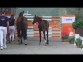 Dressuurpaard ⭐️ Prachtig kwpn veulen Fontaine TN x Four Legends KS ⭐️