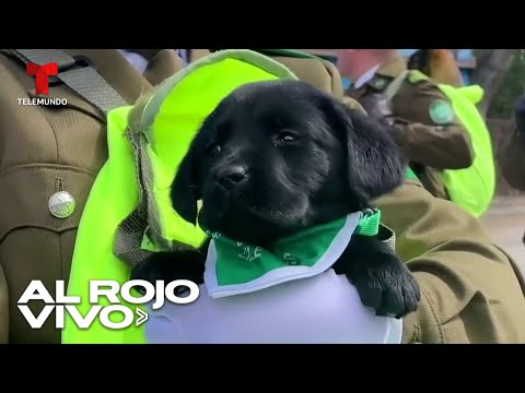 Cachorros del escuadrón de la Policía Canina de Chile hicieron su debut con un desfile