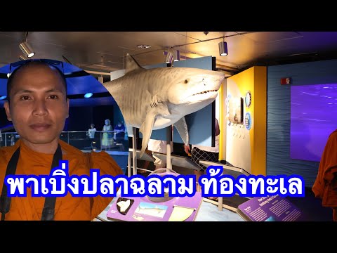 ປາສະຫລາມ-พาเบิ่งปลาฉลาม-ท้องทะ ປາສະຫລາມ-พาเบิ่งปลาฉลาม-ท้องทะ
