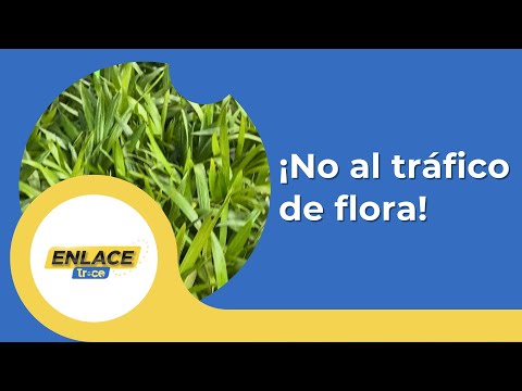 CAR pide rechazar el tráfico de flora en Semana Santa