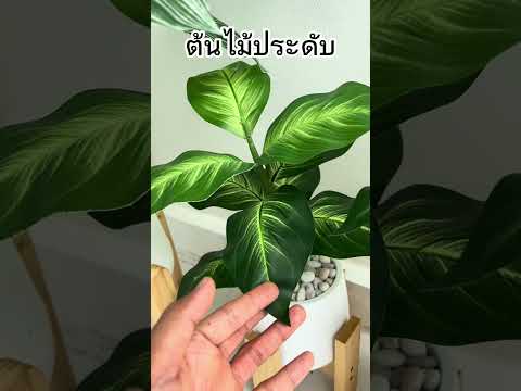 ต้นไม้ประดับต้นไม้มงคล