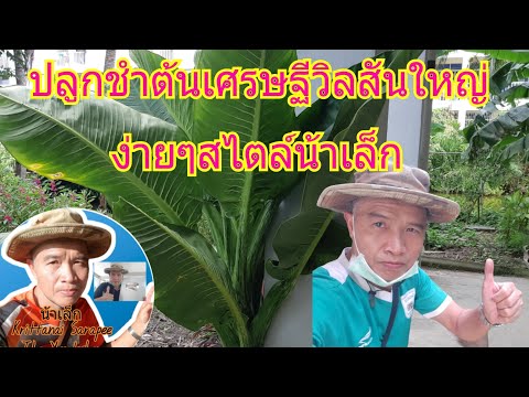 สุขใจอยู่ในสวนกับน้าเล็ก:-ปลูก สุขใจอยู่ในสวนกับน้าเล็ก:-ปลูก