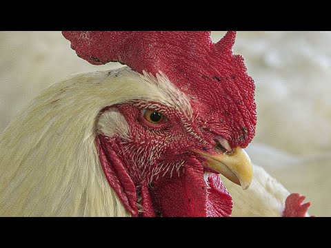 Preocupación ante avance de casos de gripe aviar en Uruguay