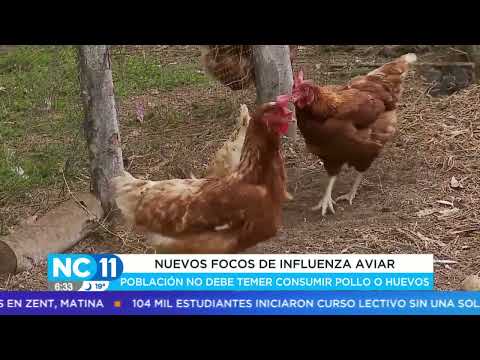 Expertos piden tranquilidad ante gripe aviar