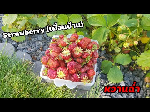 เก็บ-Erdbeere-(Strowberry)-เพื เก็บ-Erdbeere-(Strowberry)-เพื
