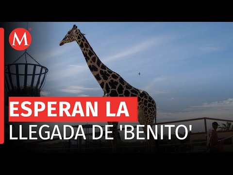 ¿Qué pasa con el traslado de la jirafa 'Benito' a Puebla?