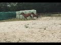 Dressage horse Mooi hengstveulen