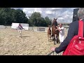 Dressage horse Extra bewegend merrie veulen