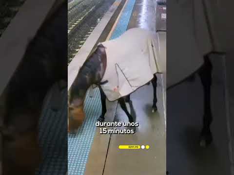 Un caballo se escapa y termina en andén de estación de trenes