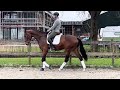 Dressage horse Nieuwe advertentie. Super brave 4-jarige merrie