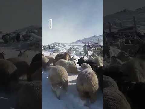 ? Actividad ancestral: la labor de los crianceros en Los Miches, en la nieve de la pre Cordillera