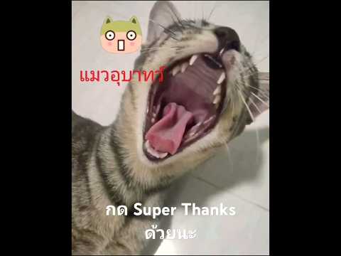 แมวลายน่ารักที่สุด!!กดSuperT