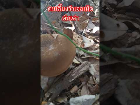 เห็ดตับเต่า,เห็ดผึ้งเห็ดตับเต่