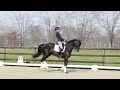 Dressage horse Zwarte sport merrie