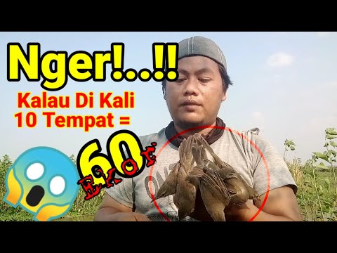 Terlalu Mudah Di Pikat,Mikat Burung Kerak Basi Poin 6 ekor @SobatPikat