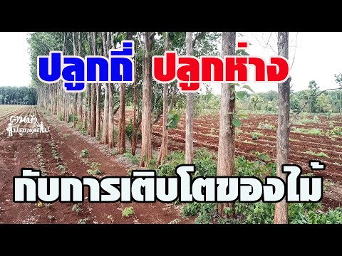 ปลูกถี่-ปลูกห่าง-กับการเติบโตข ปลูกถี่-ปลูกห่าง-กับการเติบโตข