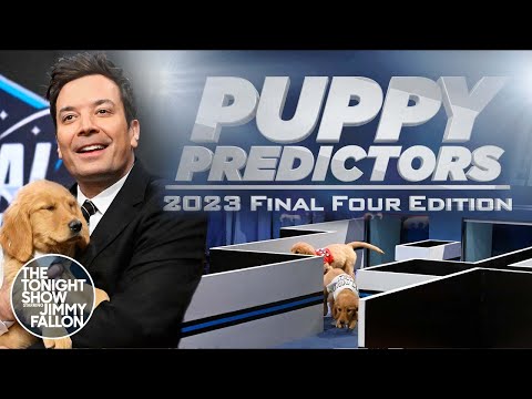 Puppies take over Jimmy Fallon's show to predict winner of 2023 NCAA championship: Final Four contenders revealed!