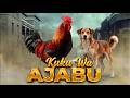 KUKU WA AJABU 43