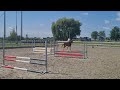 Allround-pony Talentvolle sportpony