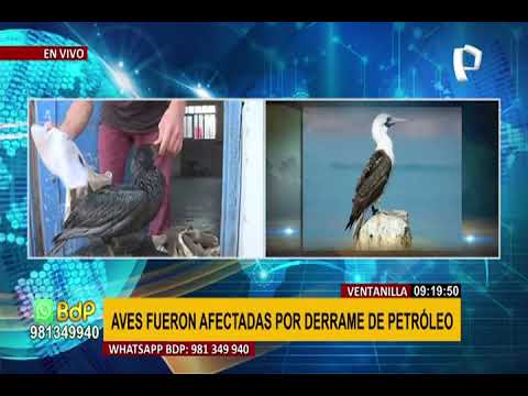 Petróleo en mar de Ventanilla: aves fueron afectadas tras derrame de crudo (2/2)