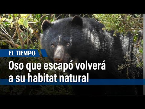 El oso que escapó del parque Jaime Duque se prepara para volver a su hábitat natural | El Tiempo