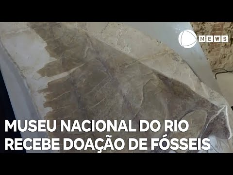 Museu Nacional do Rio de Janeiro recebeu grande doação de fósseis de uma família suíça-alemã