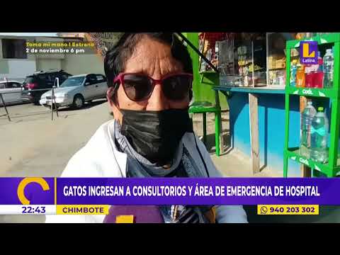 Gatos ingresan a consultorios y área de emergencia de hospital de Chimbote