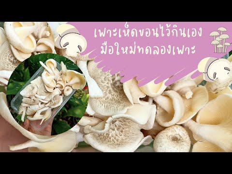 [EP:209]ทดลองเพาะเห็ดขอนไว้กิ