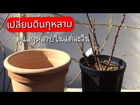 เปลี่ยนดินกุหลาบ|1วันในสวนทำ