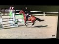 Show jumping horse 9-jarige merrie te koop
