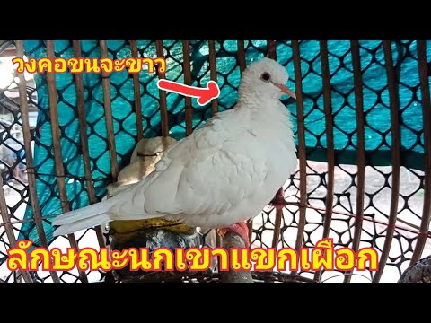 นกเขาแขกเผือก(ลักษณะของนกเขาแข นกเขาแขกเผือก(ลักษณะของนกเขาแข